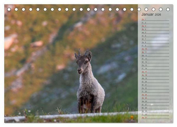 Produktbild: Bergk&ouml;nige - Steinb&ouml;cke im Blickpunkt der Naturfotografie (Tischkalender 2026 DIN A5 quer), CALVENDO Monatskalender