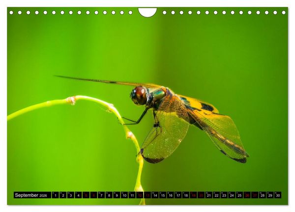 Produktbild: Singapurs Tierwelt (Wandkalender 2026 DIN A4 quer), CALVENDO Monatskalender
