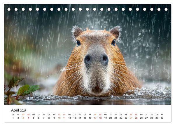 Produktbild: Capybara - die Ruhe als Lebensform (Tischkalender 2027 DIN A5 quer), CALVENDO Monatskalender