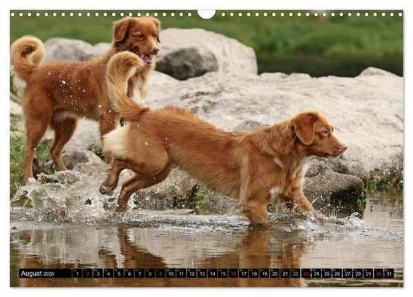 Produktbild: Nova Scotia Duck Tolling Retriever (Wandkalender 2026 DIN A3 quer), CALVENDO Monatskalender