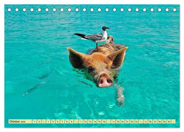 Produktbild: Lustig und verr&uuml;ckt - der ganz andere Tierkalender (Tischkalender 2026 DIN A5 quer), CALVENDO Monatskalender
