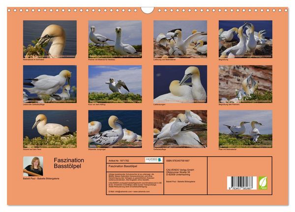 Produktbild: Faszination Basst&ouml;lpel (Wandkalender 2026 DIN A3 quer), CALVENDO Monatskalender