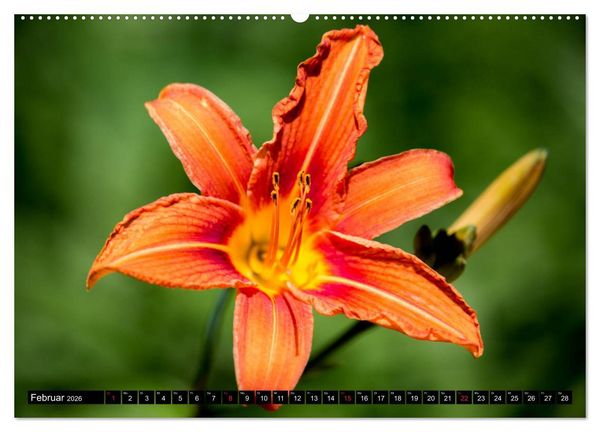 Produktbild: Kleine Blumen ganz gro&szlig; (hochwertiger Premium Wandkalender 2026 DIN A2 quer), Kunstdruck in Hochglanz