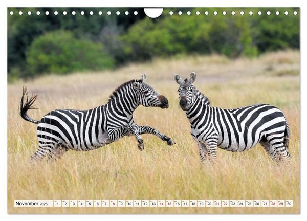 Produktbild: Faszination Afrika: Zebras (Wandkalender 2026 DIN A4 quer), CALVENDO Monatskalender