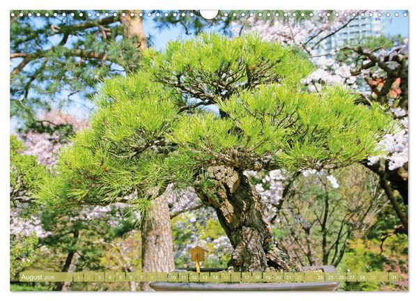 Produktbild: Gartenkunst aus Japan: Bonsai (Wandkalender 2026 DIN A3 quer), CALVENDO Monatskalender