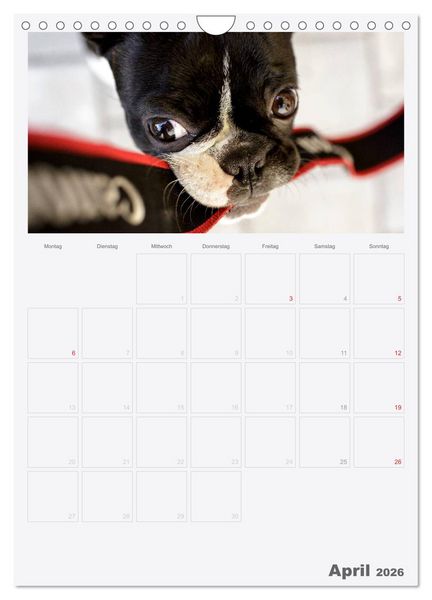 Produktbild: Boston Terrier der Hund 2026 (Wandkalender 2026 DIN A4 hoch), CALVENDO Monatskalender