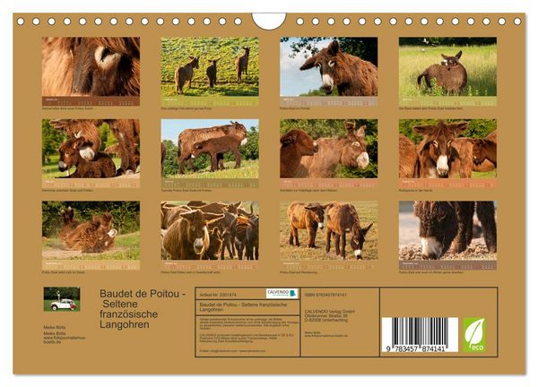 Produktbild: Baudet de Poitou - Seltene franz&ouml;sische Langohren (Wandkalender 2026 DIN A4 quer), CALVENDO Monatskalender