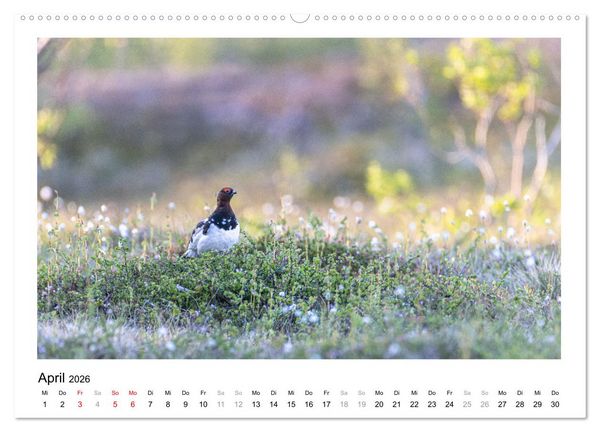 Produktbild: Fauna arctica (Wandkalender 2026 DIN A2 quer), CALVENDO Monatskalender