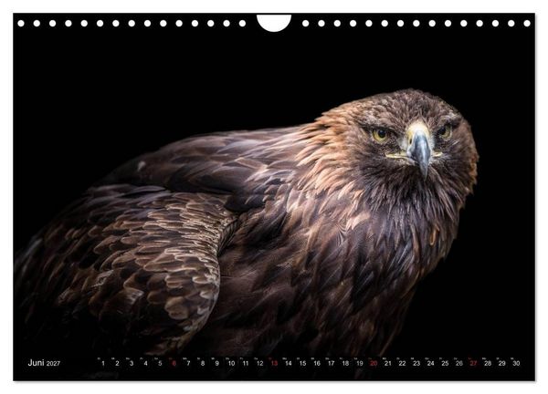 Produktbild: Greifv&ouml;gel und Eulen (Wandkalender 2027 DIN A4 quer), CALVENDO Monatskalender
