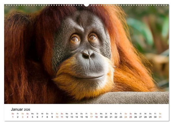 Produktbild: Orang Utans - Leben in den Baumkronen (Wandkalender 2026 DIN A2 quer), CALVENDO Monatskalender