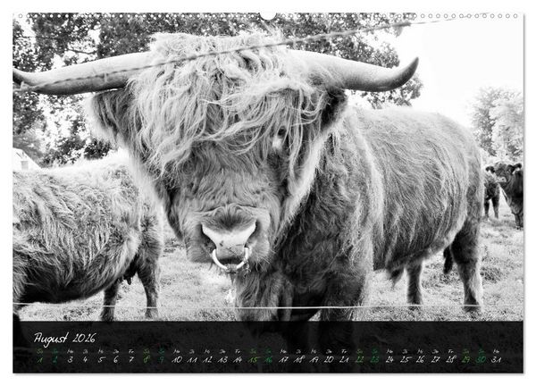Produktbild: Highland Cattle vom Nordlicht - Faszination Hochland Rind (Wandkalender 2026 DIN A2 quer), CALVENDO Monatskalender