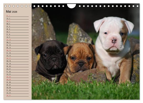 Produktbild: Bulldoggen-Kinder (Wandkalender 2026 DIN A4 quer), CALVENDO Monatskalender
