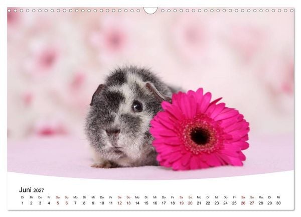 Produktbild: Niedliche Meerschweinchen (Wandkalender 2027 DIN A3 quer), CALVENDO Monatskalender
