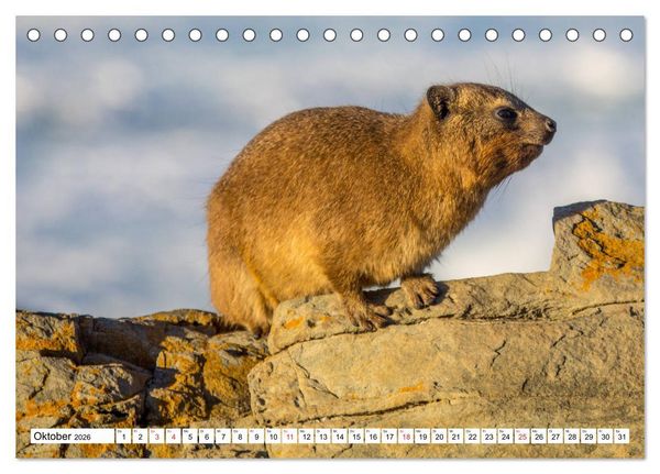 Produktbild: Wunderwelt der Tiere - S&uuml;dafrika (Tischkalender 2026 DIN A5 quer), CALVENDO Monatskalender