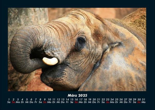 Produktbild: Elefanten - Die sanften Riesen Afrikas 2025 Fotokalender DIN A4