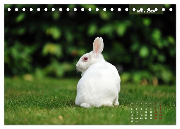 Produktbild: Kaninchen klein und putzig (Tischkalender 2026 DIN A5 quer), CALVENDO Monatskalender