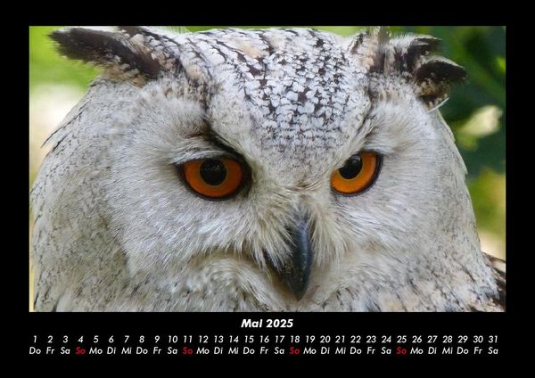 Produktbild: Vogelparadies 2025 Fotokalender DIN A3