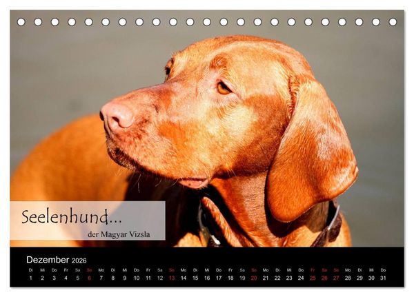 Produktbild: Magyar Vizsla - Zauberhafte Kobolde (Tischkalender 2026 DIN A5 quer), CALVENDO Monatskalender