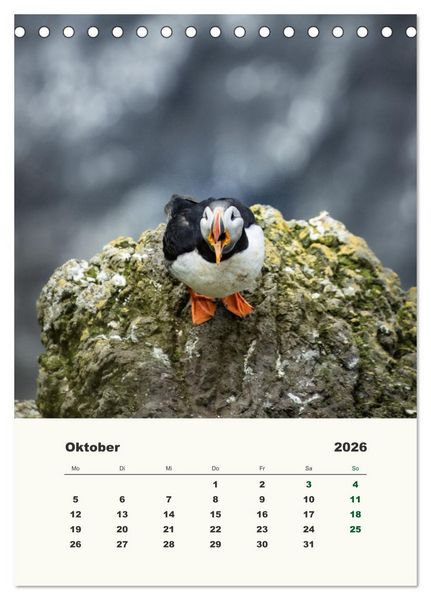 Produktbild: Papageientaucher in Island (Tischkalender 2026 DIN A5 hoch), CALVENDO Monatskalender