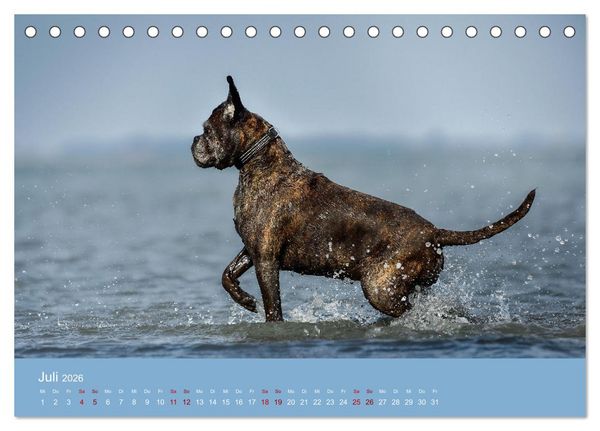 Produktbild: Fantastische Boxer - Sieger der Herzen (Tischkalender 2026 DIN A5 quer), CALVENDO Monatskalender