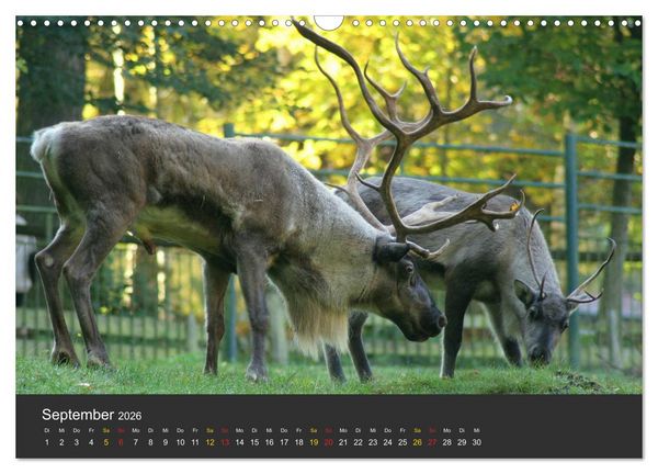 Produktbild: Tierpark-Gera (Wandkalender 2026 DIN A3 quer), CALVENDO Monatskalender