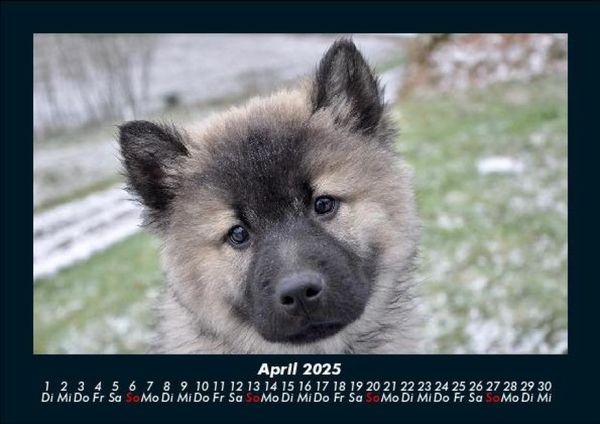 Produktbild: Hunde 2025 Fotokalender DIN A5