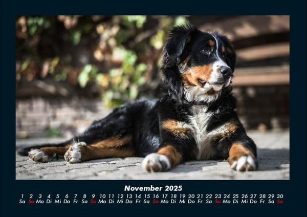 Produktbild: Der Hundekalender 2025 Fotokalender DIN A4