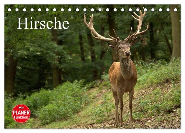 Produktbild: Hirsche (Tischkalender 2026 DIN A5 quer), CALVENDO Monatskalender