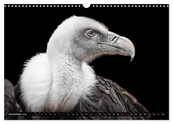 Produktbild: Greifv&ouml;gel und Eulen (Wandkalender 2026 DIN A3 quer), CALVENDO Monatskalender