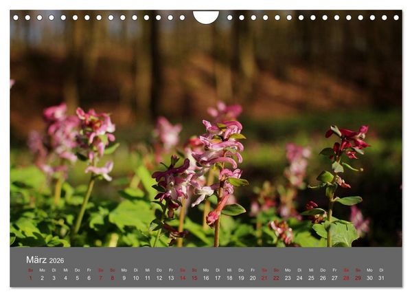 Produktbild: Wahner Heide - Aussichten und Begegnungen (Wandkalender 2026 DIN A4 quer), CALVENDO Monatskalender