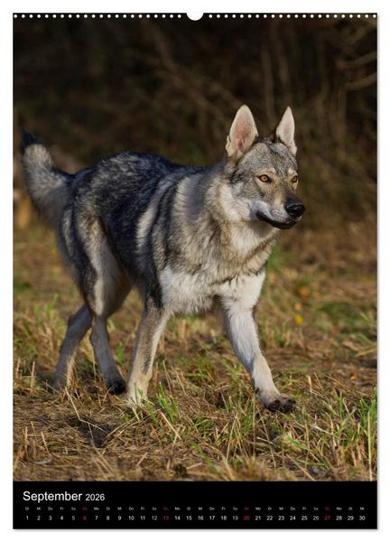 Produktbild: Faszination Wolfhund (hochwertiger Premium Wandkalender 2026 DIN A2 hoch), Kunstdruck in Hochglanz