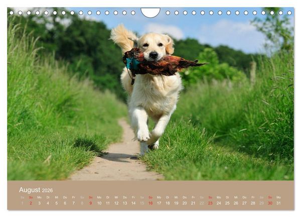Produktbild: Golden Retriever (Wandkalender 2026 DIN A4 quer), CALVENDO Monatskalender