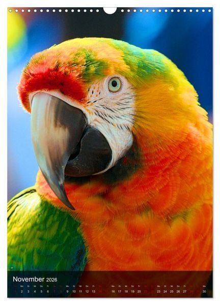 Produktbild: Papageien - exotische Sch&ouml;nheiten (Wandkalender 2026 DIN A3 hoch), CALVENDO Monatskalender
