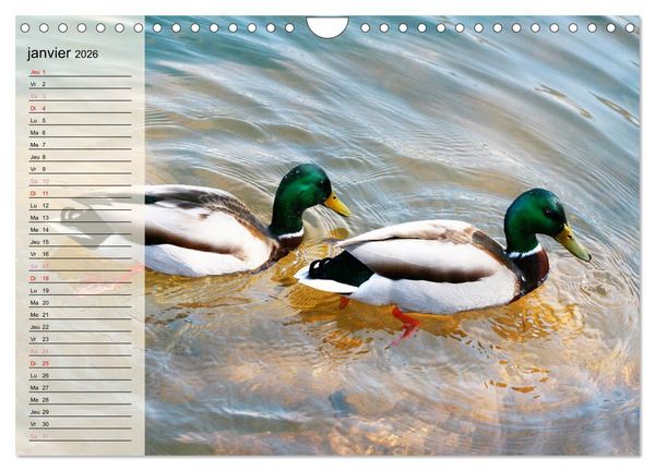 Produktbild: La vie paisible des canards (Calendrier mural 2026 DIN A4 vertical), CALVENDO calendrier mensuel