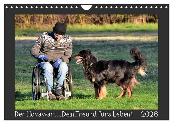Produktbild: Der Hovawart... Dein Freund f&uuml;rs Leben ! (Wandkalender 2026 DIN A4 quer), CALVENDO Monatskalender