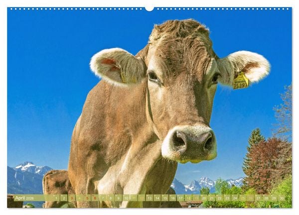 Produktbild: Kuh-Idylle: Suchen Sie die Ruhe in der Natur? (Wandkalender 2026 DIN A2 quer), CALVENDO Monatskalender