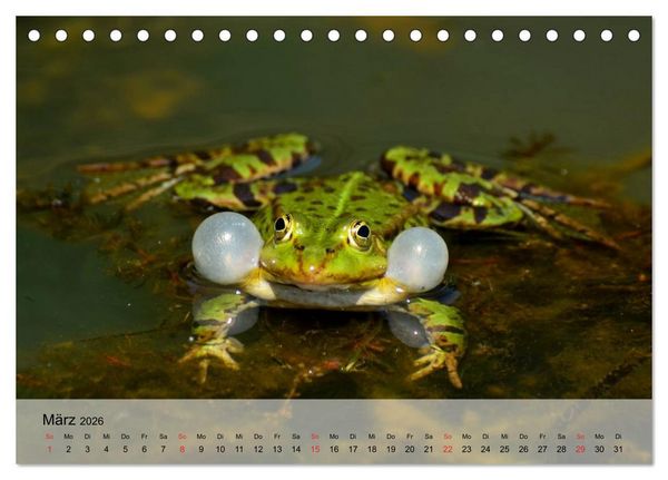 Produktbild: Frosch m&uuml;sste man sein! (Tischkalender 2026 DIN A5 quer), CALVENDO Monatskalender