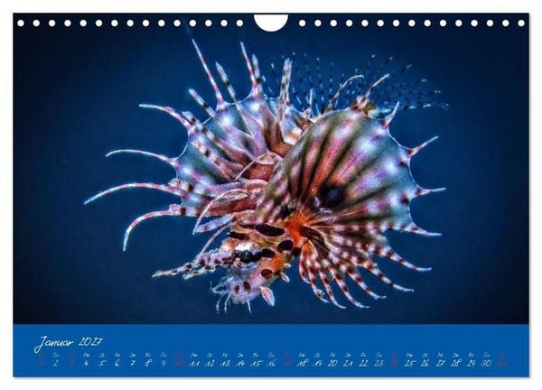 Produktbild: Meer sehen - Abenteuer Tauchen (Wandkalender 2027 DIN A4 quer), CALVENDO Monatskalender