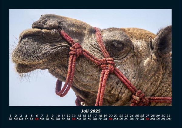 Produktbild: Zoobewohner 2025 Fotokalender DIN A4