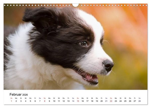 Produktbild: Pfotastische Border Collie Welpen (Wandkalender 2026 DIN A3 quer), CALVENDO Monatskalender