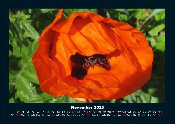 Produktbild: Blumentr&auml;ume 2025 Fotokalender DIN A4