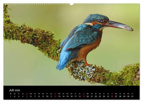 Produktbild: Der Eisvogel...fliegendes Juwel (hochwertiger Premium Wandkalender 2026 DIN A2 quer), Kunstdruck in Hochglanz