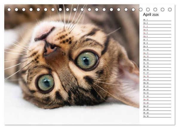 Produktbild: Bengal K&auml;tzchen - Der Geburtstagskalender (Tischkalender 2026 DIN A5 quer), CALVENDO Monatskalender