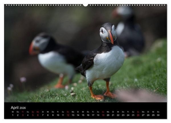 Produktbild: Papageientaucher 2026 (hochwertiger Premium Wandkalender 2026 DIN A2 quer), Kunstdruck in Hochglanz