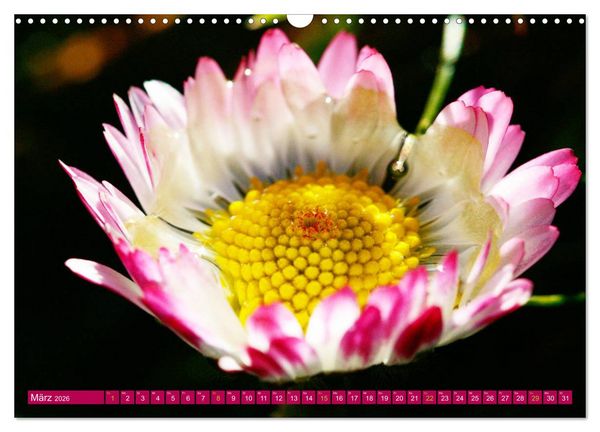 Produktbild: Auf Augenh&ouml;he mit G&auml;nsebl&uuml;mchen (Wandkalender 2026 DIN A3 quer), CALVENDO Monatskalender