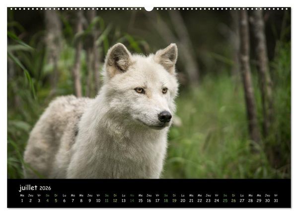 Produktbild: J'ai vu le loup (Calendrier mural 2026 DIN A2 vertical) calendrier de bureau