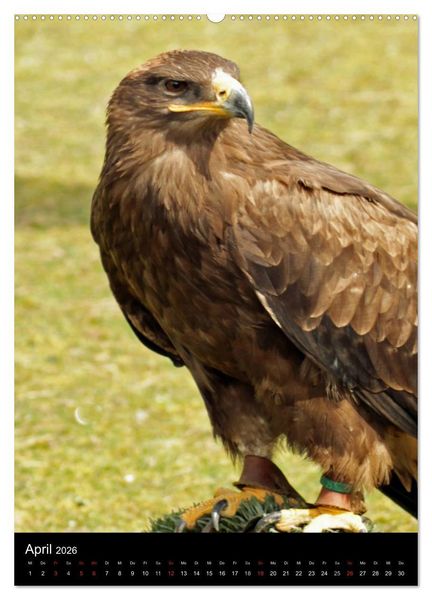 Produktbild: Scharfe Krallen, scharfe Augen, Greifv&ouml;gel und Eulen im Wildpark (hochwertiger Premium Wandkalender 2026 DIN A2 hoch), Kunstdruck in Hochglanz