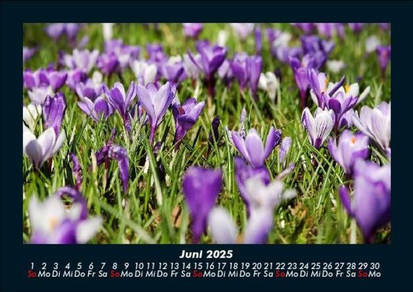 Produktbild: Blumenkalender 2025 Fotokalender DIN A5