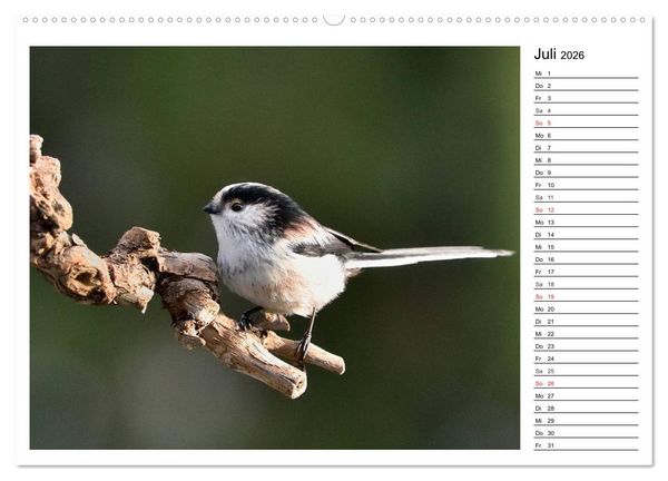 Produktbild: Gefiederte Freunde - Unsere heimischen Gartenv&ouml;gel (Wandkalender 2026 DIN A2 quer), CALVENDO Monatskalender