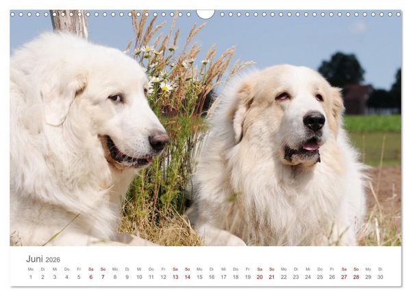 Produktbild: Pyren&auml;enberghunde (Wandkalender 2026 DIN A3 quer), CALVENDO Monatskalender